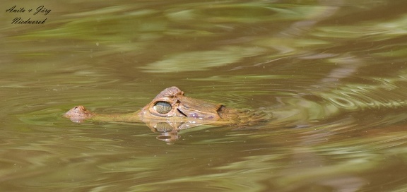 Keilkopf-Glattstirnkaiman (Paleosuchus trigonatus)